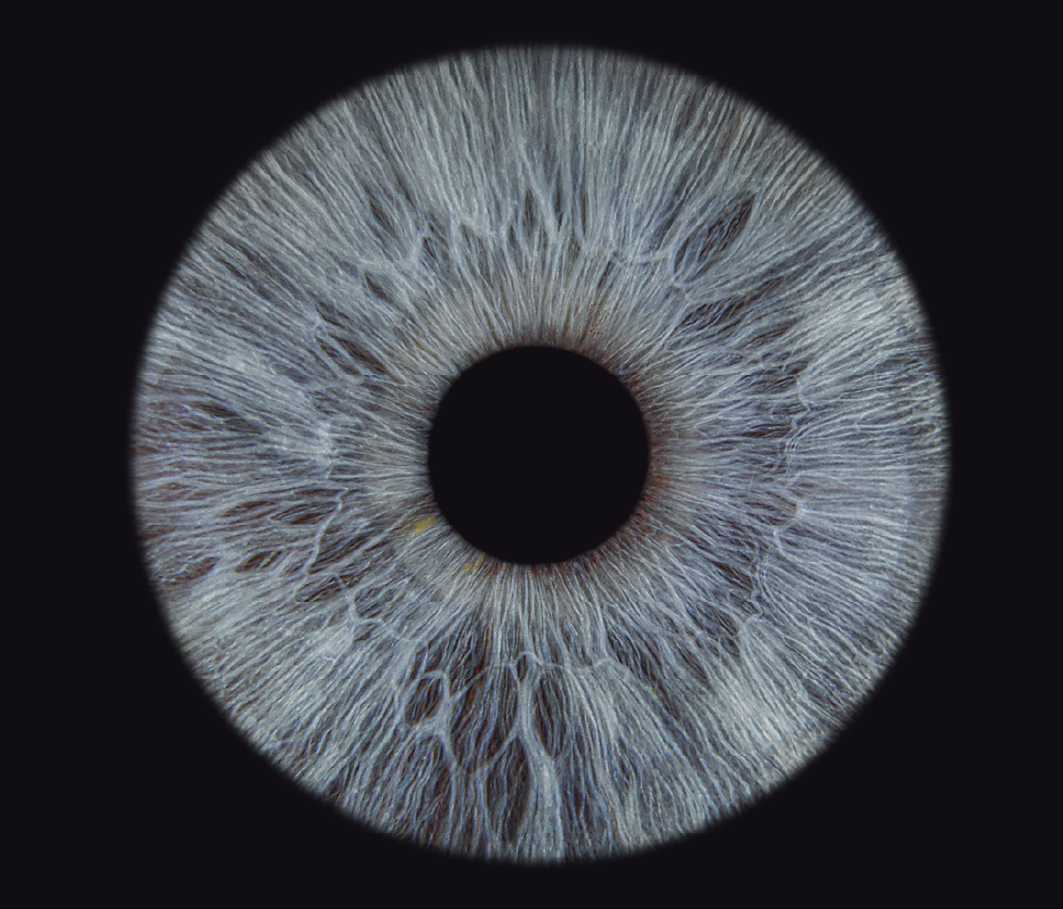 Close up of an Iris